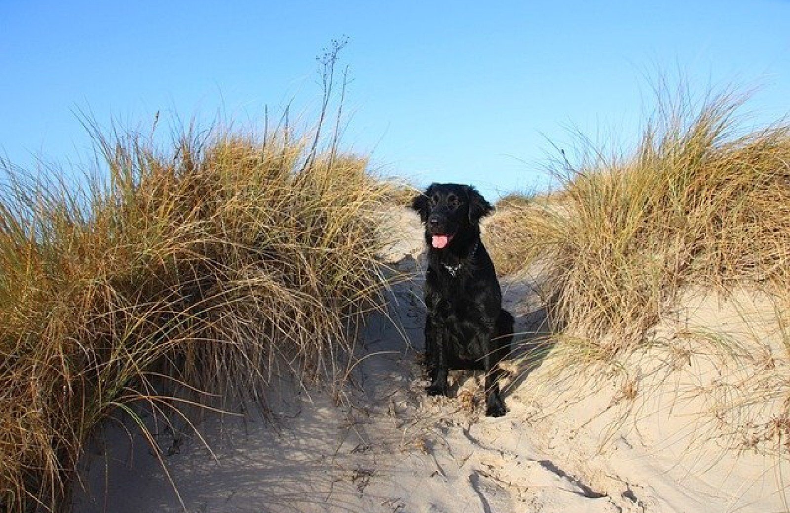 Campingplatz Holland am Meer mit Hund in den Dünen