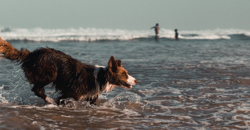 Sammenlignelig hav det sjovt batteri Urlaub mit Hund in Holland | Strandcamping Oase